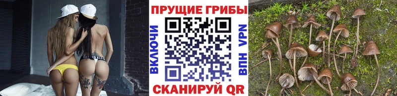 Галлюциногенные грибы Psilocybe  KRAKEN ссылка  Хилок 